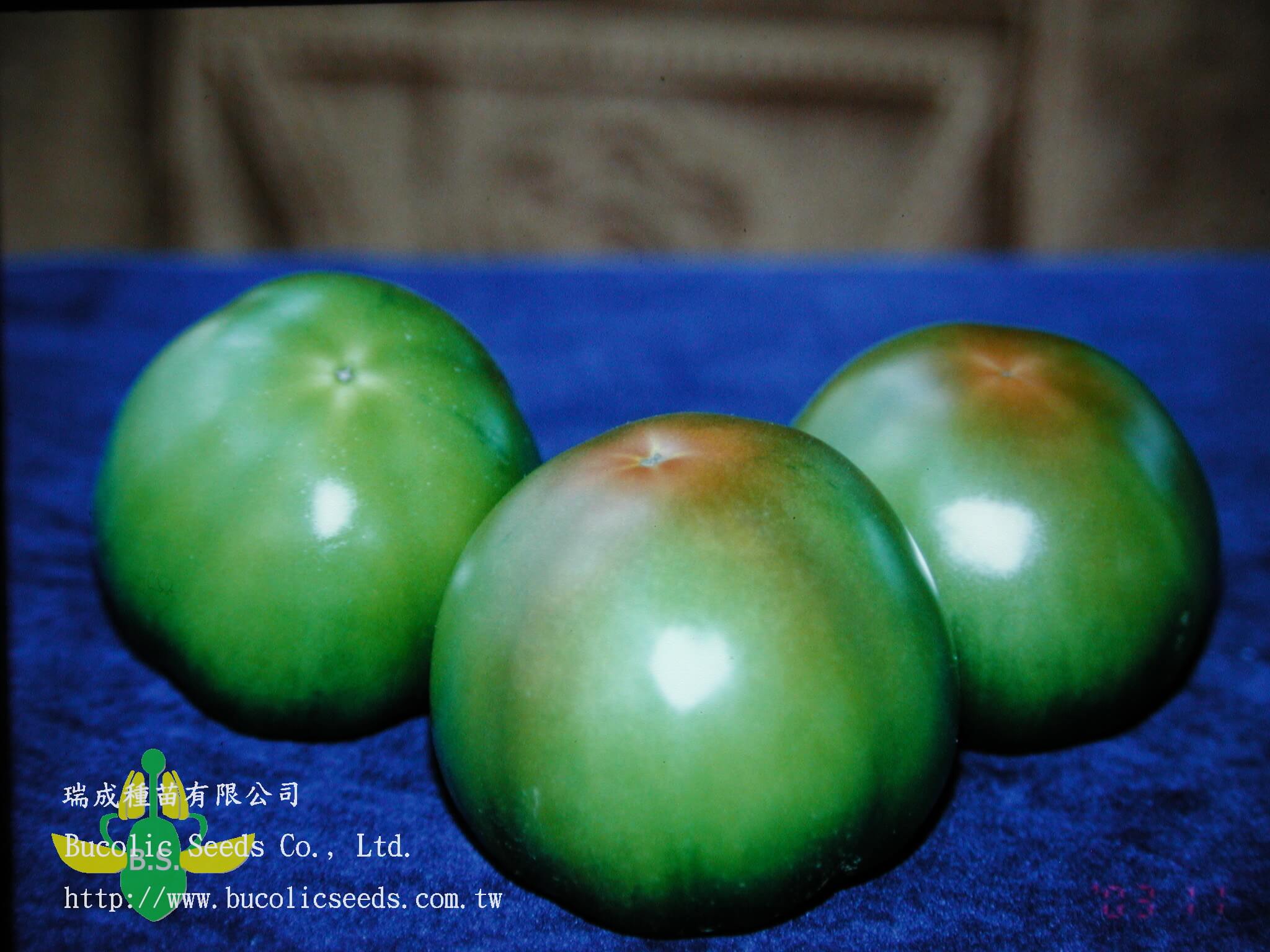 Green Shoulder Tomato 9904 - Green Shoulder Tomato 9904 (2)